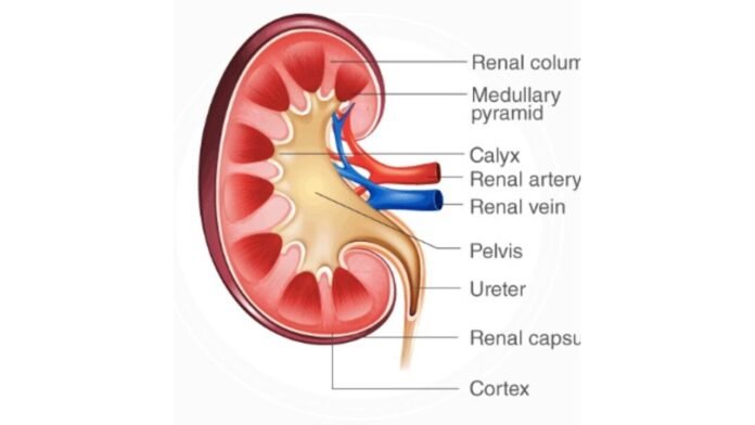 Doctors at Yatharth Hospital Stress Kidney Health Awareness on World Kidney Day
